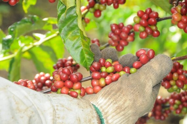 Comissão do Amapá faz intercâmbio em busca de informações sobre programas de incentivo à produção de café em Rondônia