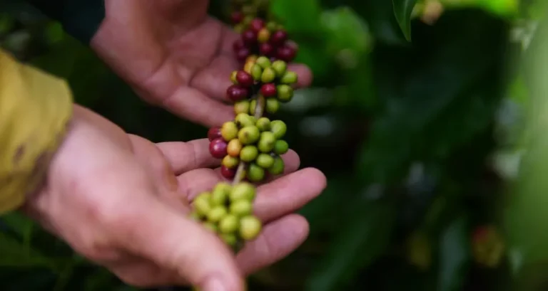 RO é Agro: ação parlamentar fortalece crescimento da cafeicultura em Cacoal