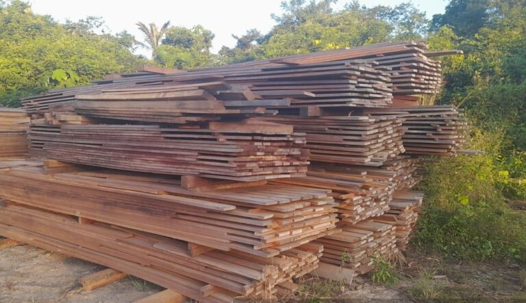 Leilão de madeiras: Polícia Ambiental anuncia venda de toras e tábuas apreendidas em RO