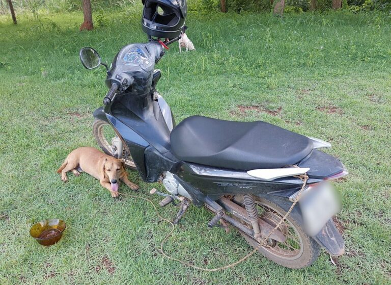Homem é preso e multado por arrastar cachorro amarrado a motocicleta em rodovia