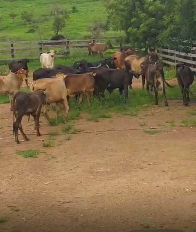 PM prende estelionatário que aplicava golpes na compra de gado