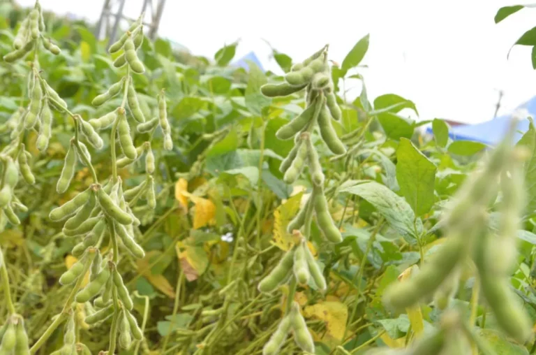 Semeadura da soja em Rondônia encerra nesta quinta-feira, 9
