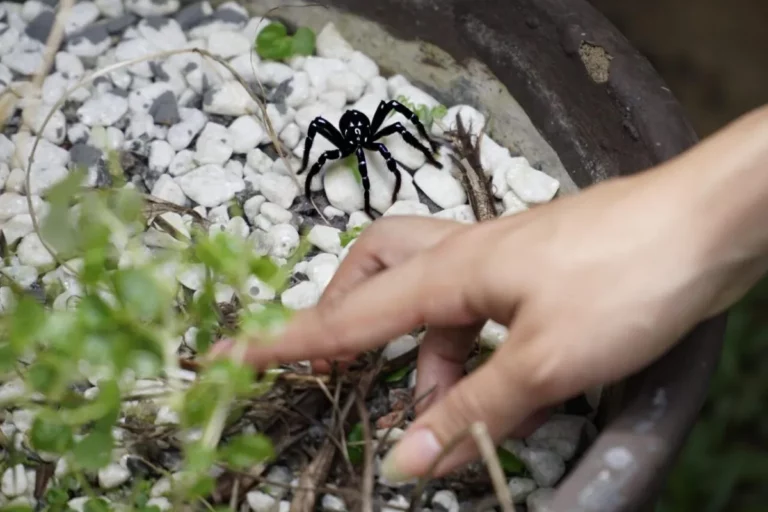 População de Rondônia é orientada sobre riscos de animais peçonhentos no inverno amazônico