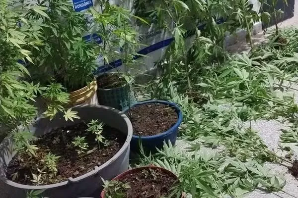 Casal detido com mais de 30 pés de maconha em Ariquemes