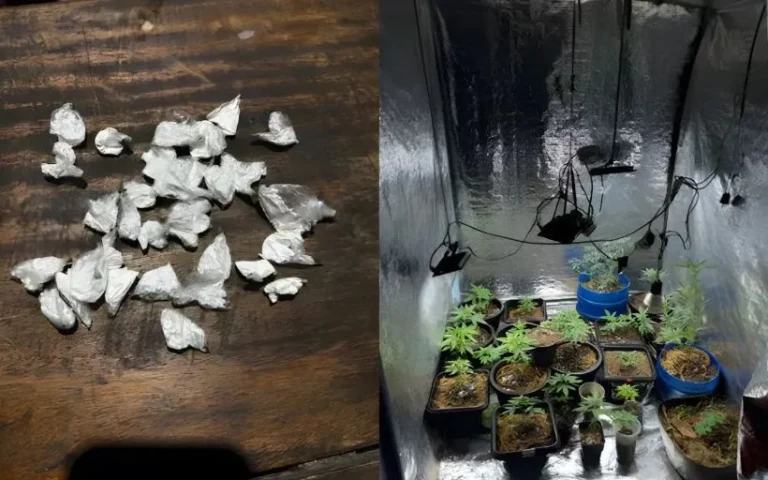 Homem é detido com cultivo de vinte e quatro pés de maconha em Jaru