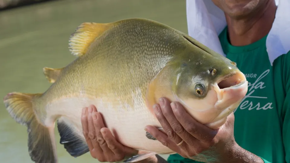 Tambaqui entra na lista de espécies ameaçadas de extinção e pesca pode ser proibida